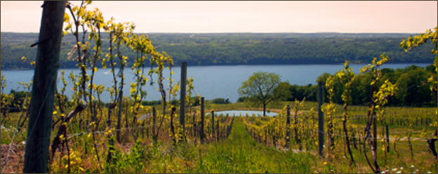 grape-vines-seneca